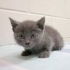 Whoopi Goldberg Wants Kitten Rescued From Verrazano Bridge